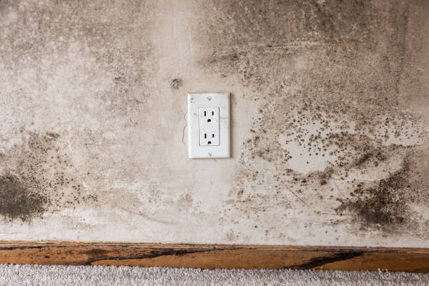 Best Residential Mold Inspection & Testing  in Terre Du Lac, MO